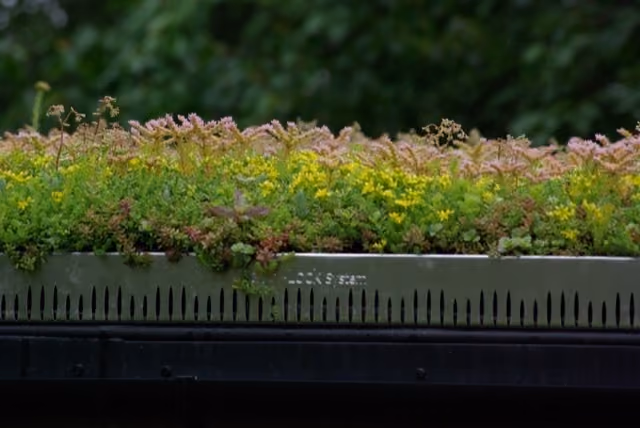 What is a sedum roof and why should you choose one?