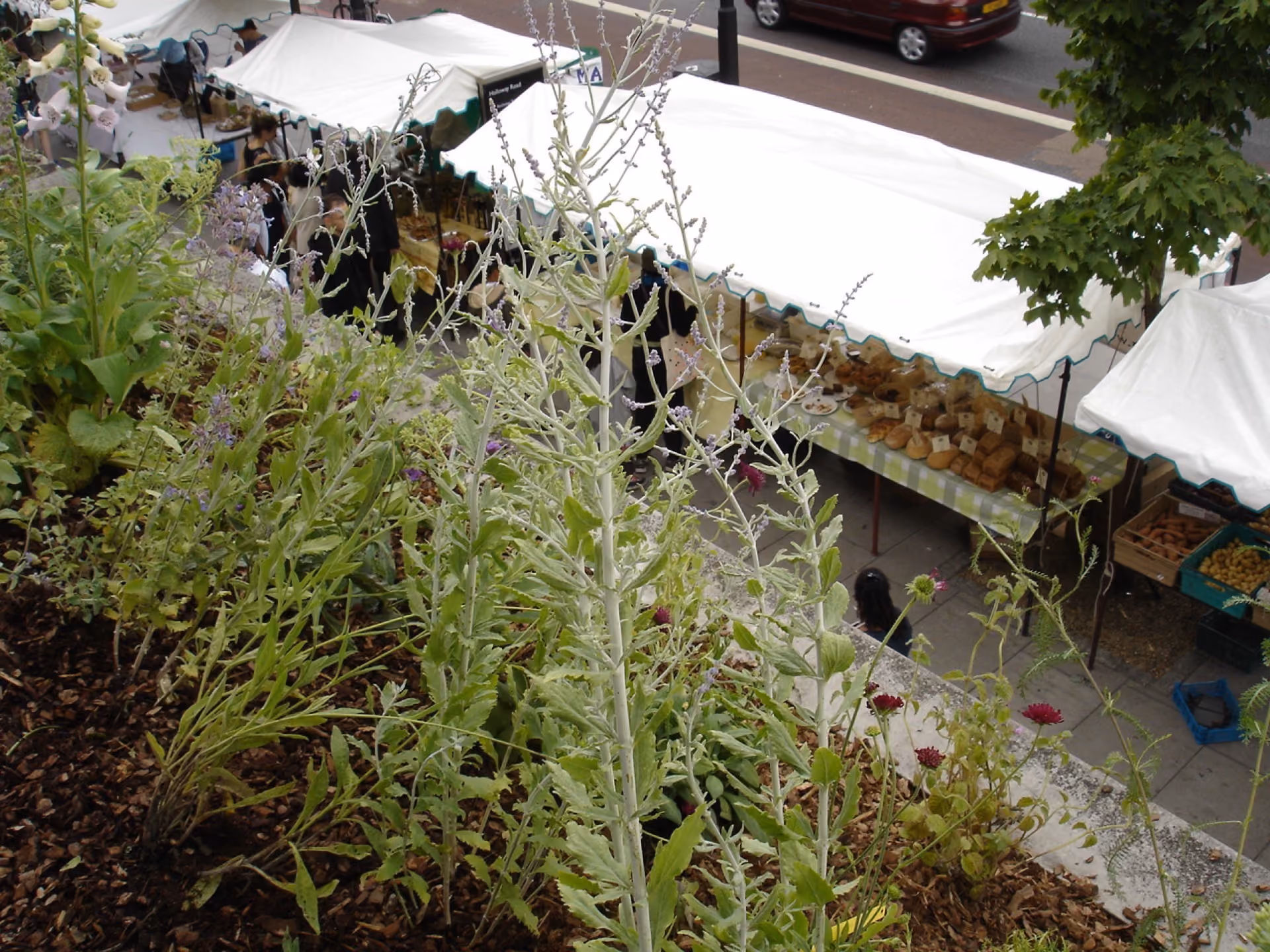 Sedum vs Wildflower green roof: Which is best for me?
