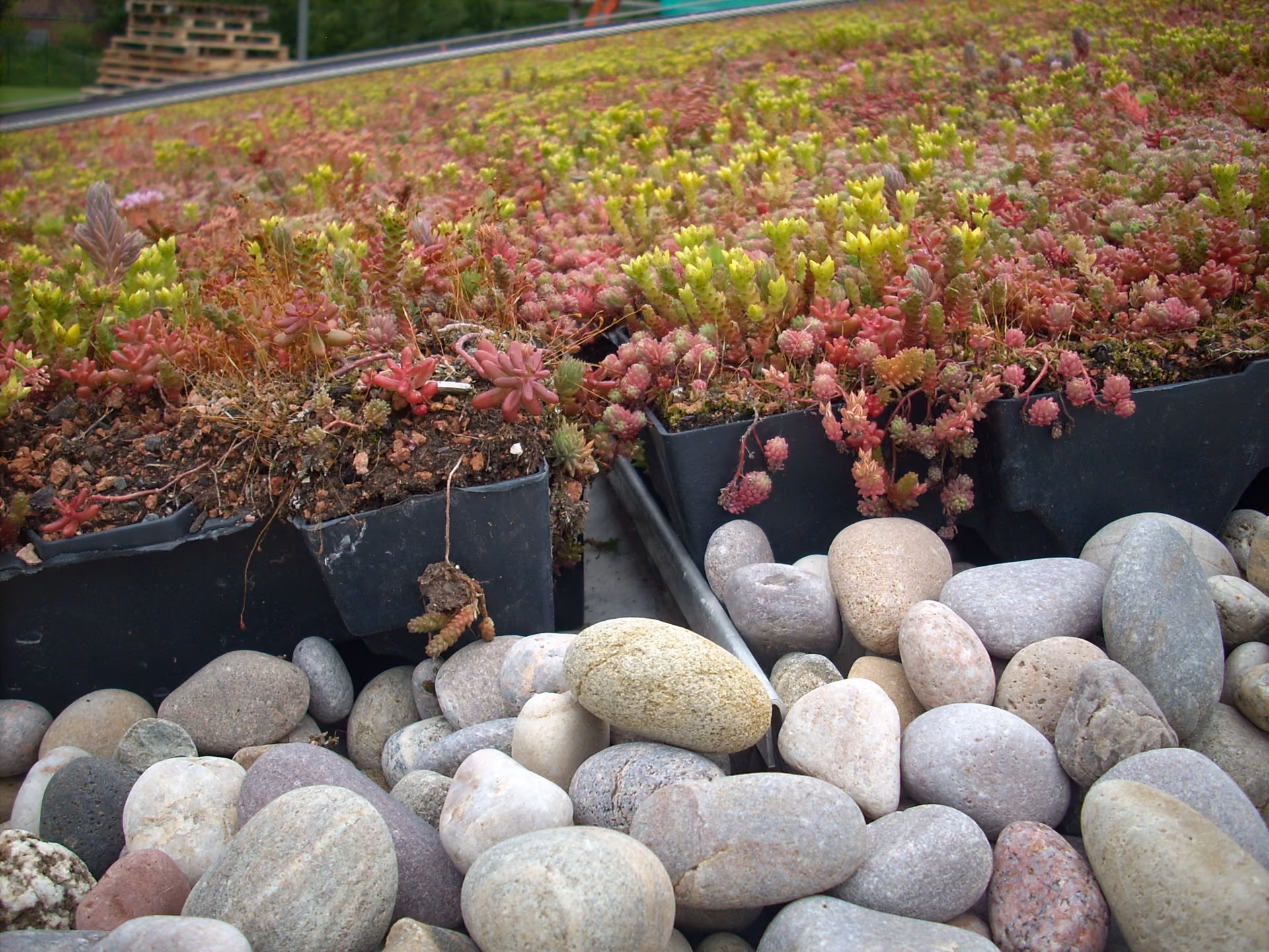 Scottish Pebbles