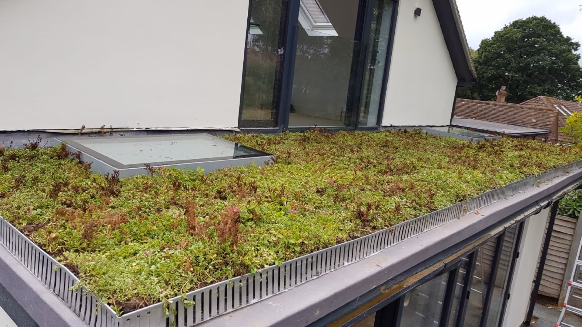 Where to find sedum and green roof supplies