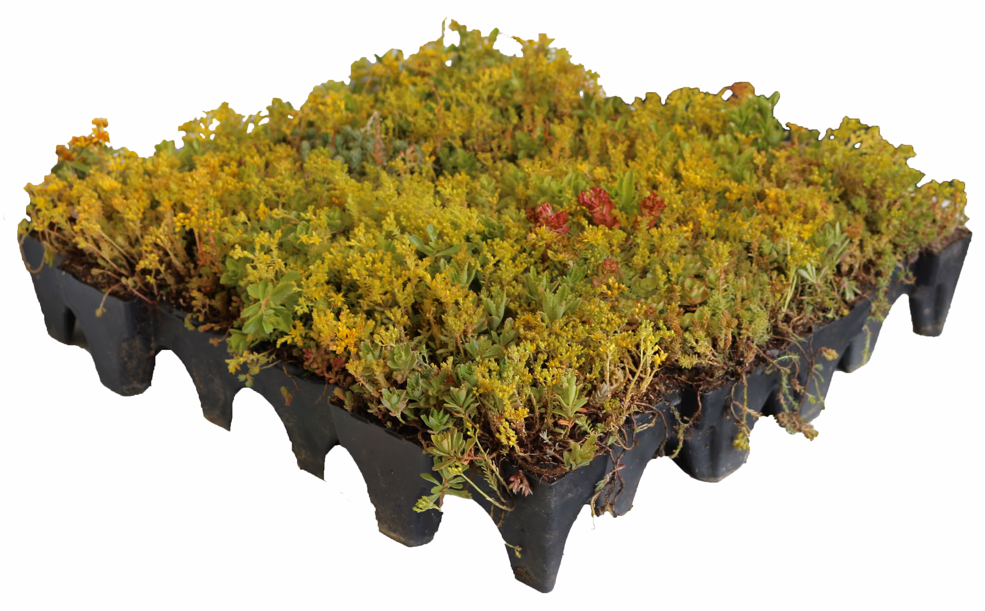 Sedum GrufeTile