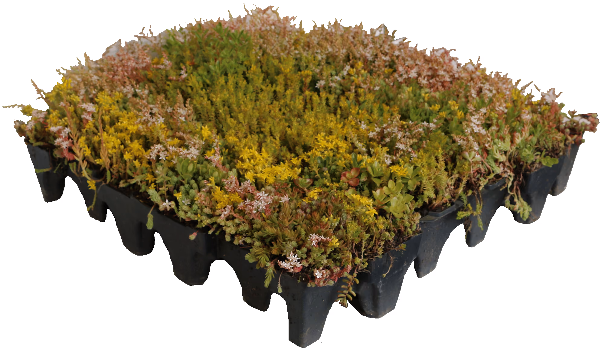 Sedum & Wildflower GrufeTile