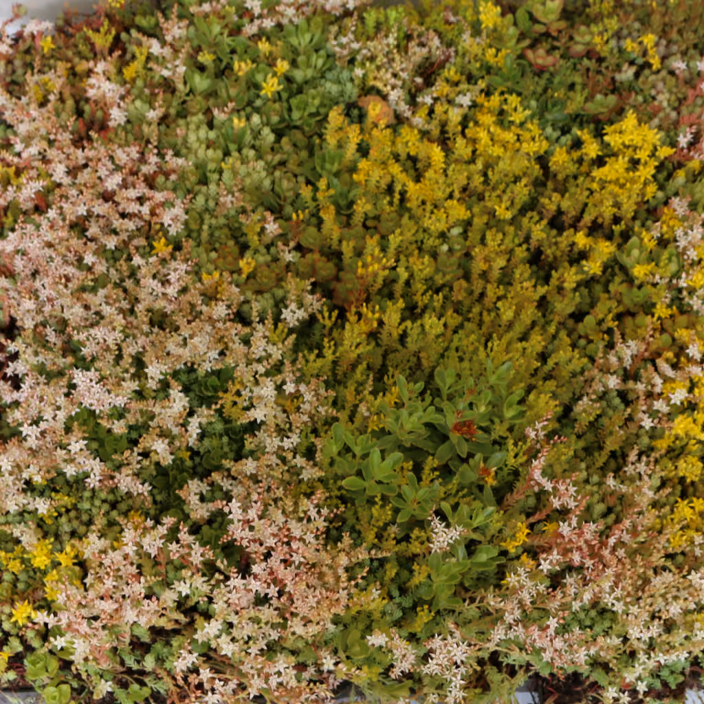 What is a Sedum & Wildflower Green Roof and Why You Should Have One?