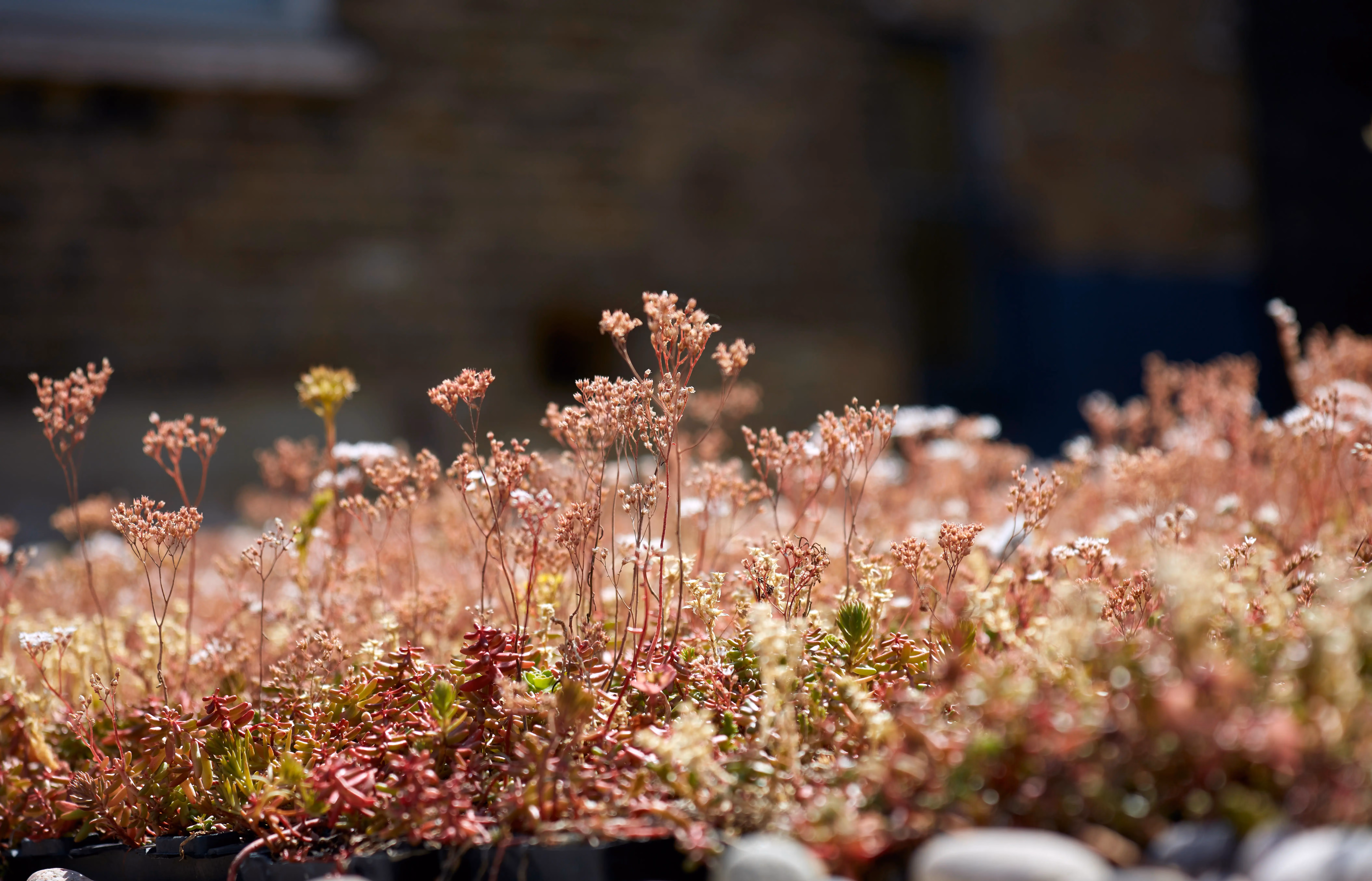 Top 5 Maintenance Tips for a Thriving Green Roof 