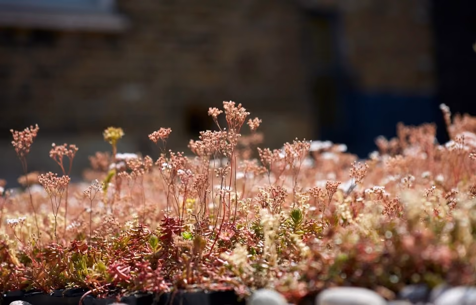 Embracing Sustainability: The Role of Green Roofs in Building a Greener Future