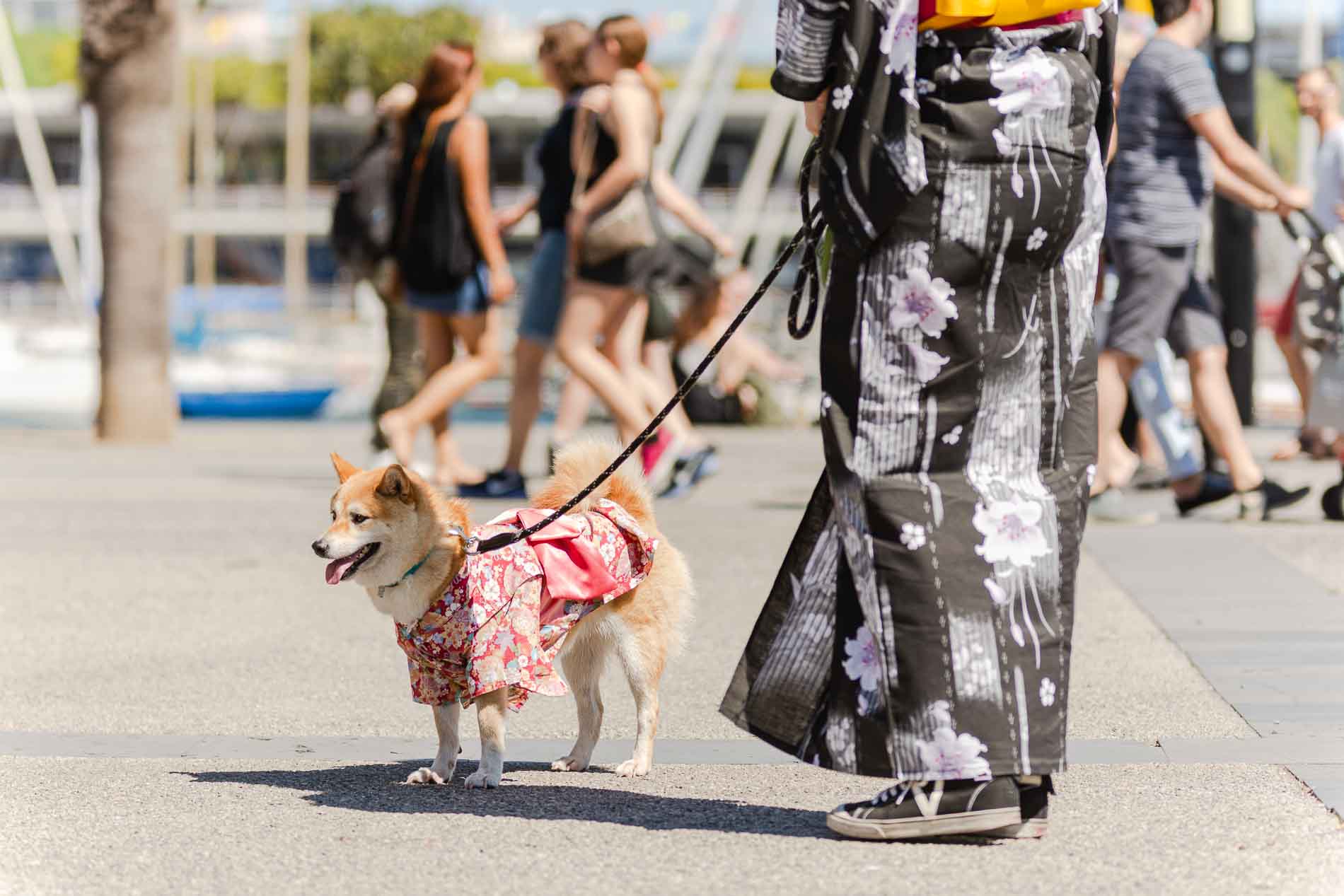 Perro vestido con kimono japonés en el festival Matsuri de Barcelona.