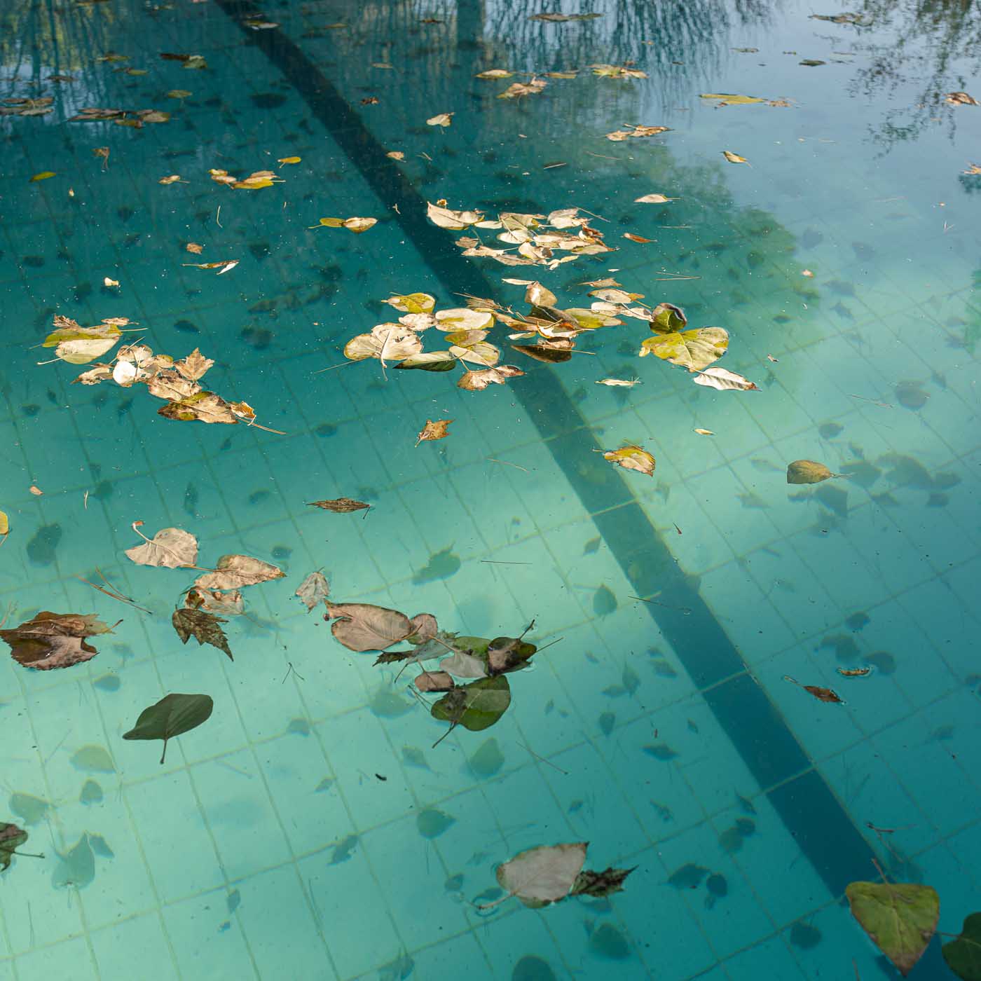 Imagen del díptico Oído del proyecto Inconsciente de Elisa Blaz. Muestra un fragmento del agua de una piscina repleta de hojas.