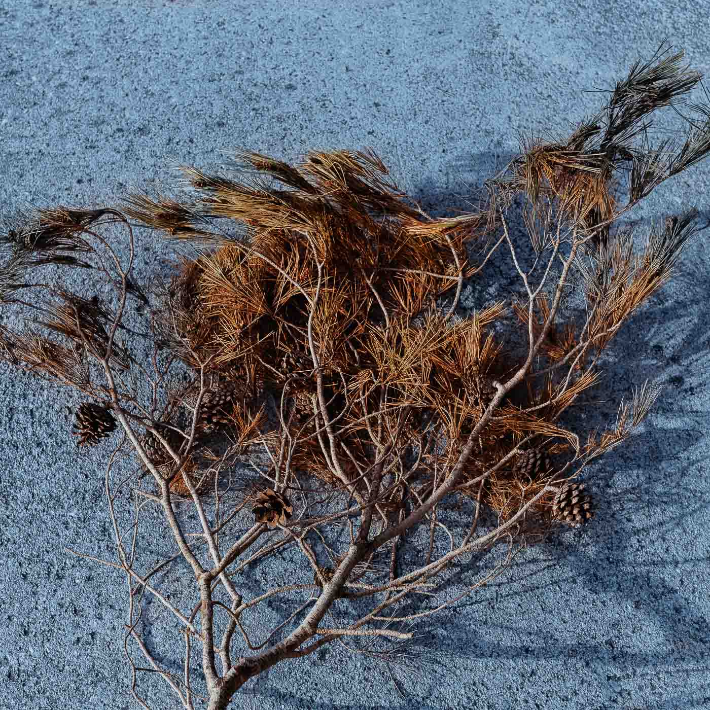 Imagen del díptico Tacto del proyecto Inconsciente de Elisa Blaz. Muestra una rama de árbol que se ha caído al suelo.