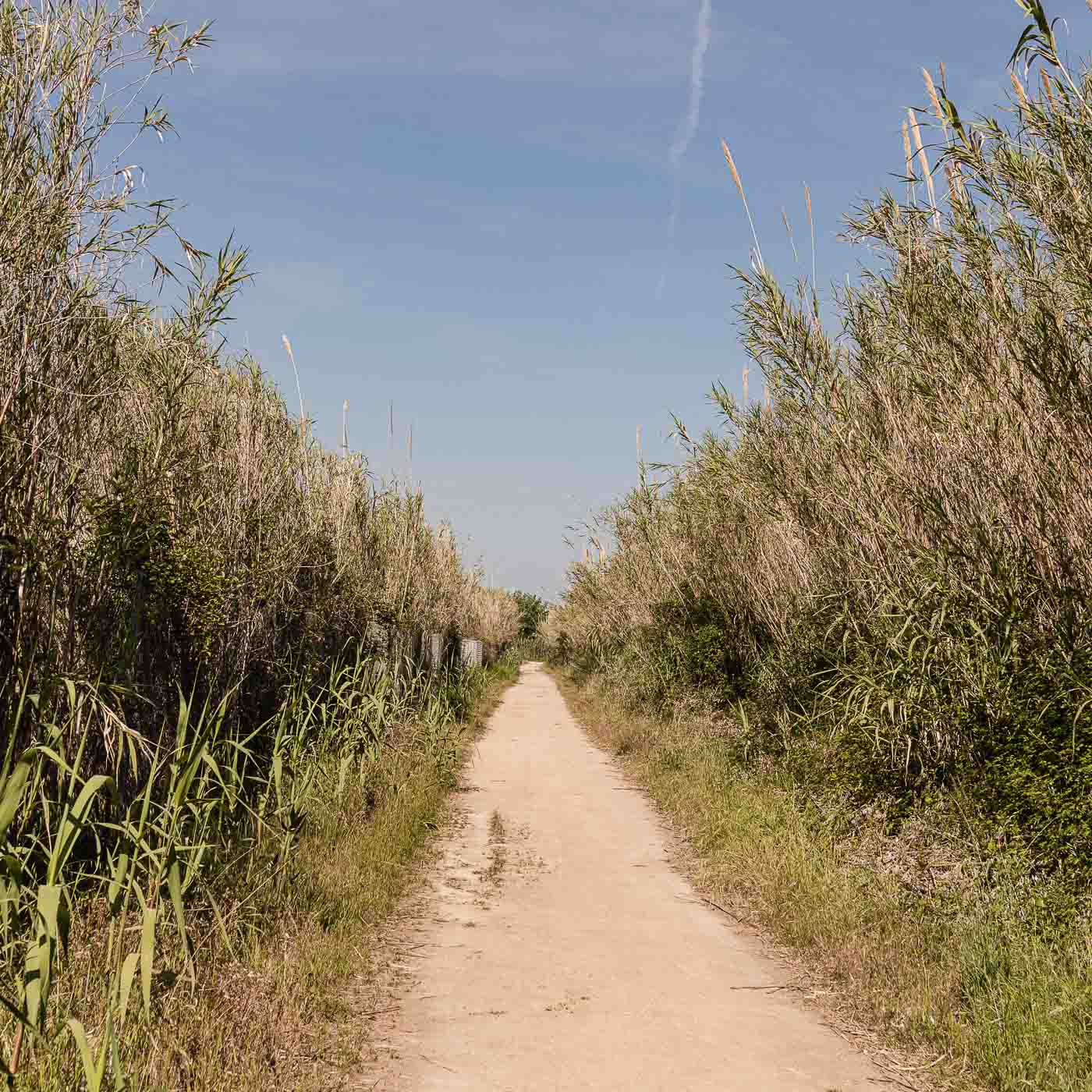 Imagen del díptico Tacto del proyecto Inconsciente de Elisa Blaz. Muestra un camino con vegetación a ambos lados.