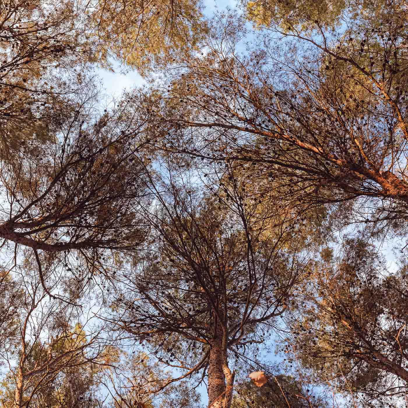 Imagen del díptico Tacto del proyecto Inconsciente de Elisa Blaz. Muestra unas copas de árboles.