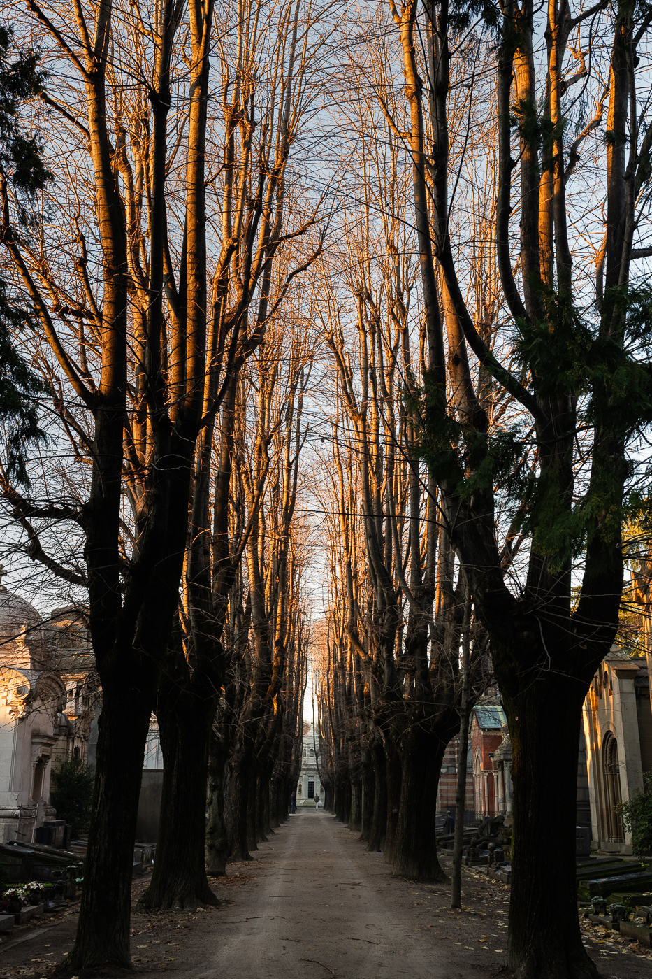 Sendero flanqueado por altos árboles desnudos iluminados por una luz cálida, con edificios históricos a ambos lados.
