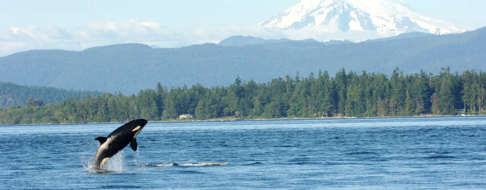 orca whale jumping out of water