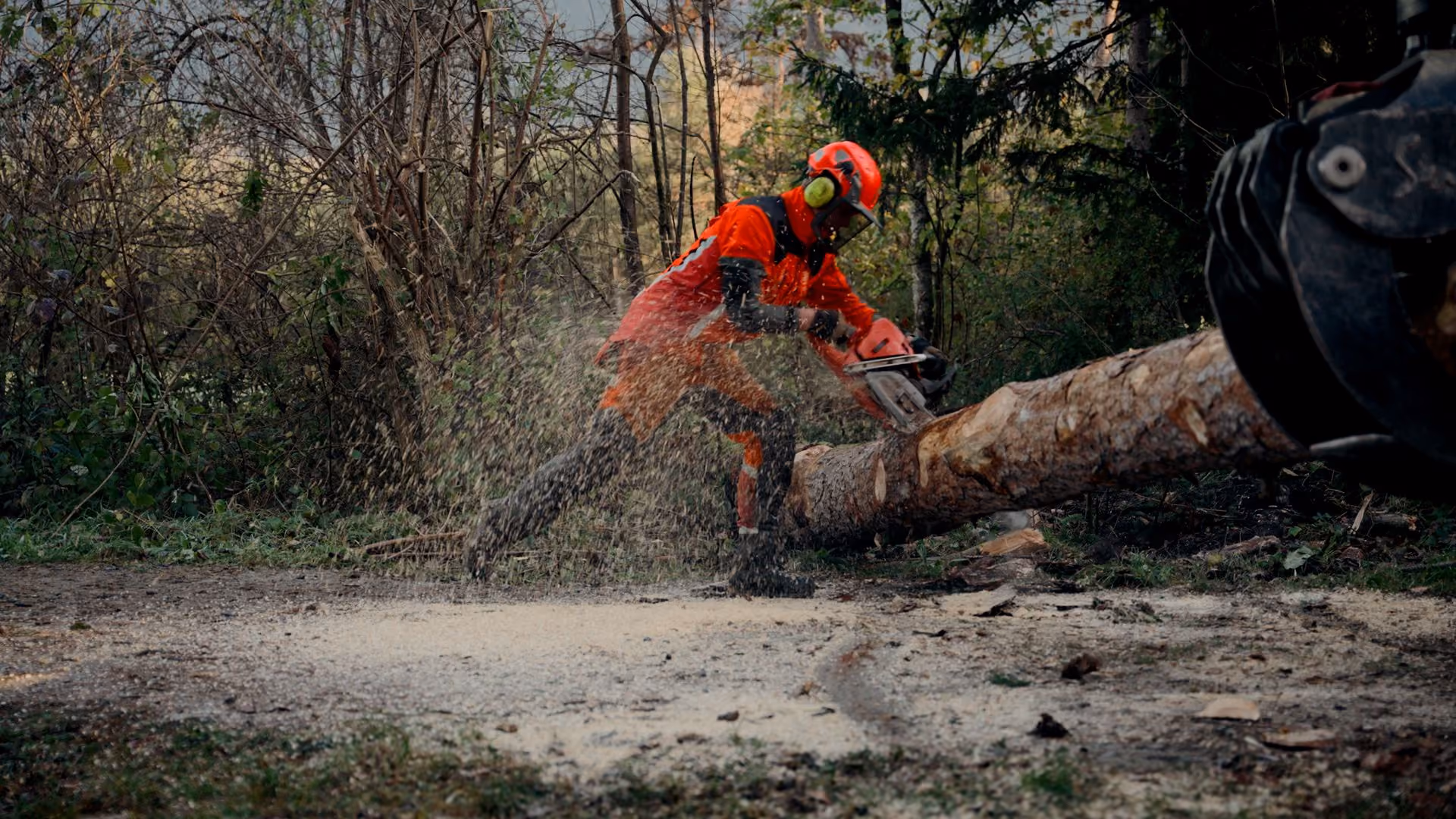 Per la foresta. Per tutti noi.