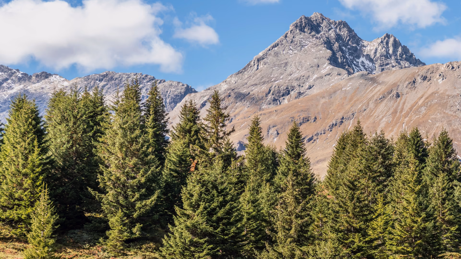 Immagine: Foresta di montagna