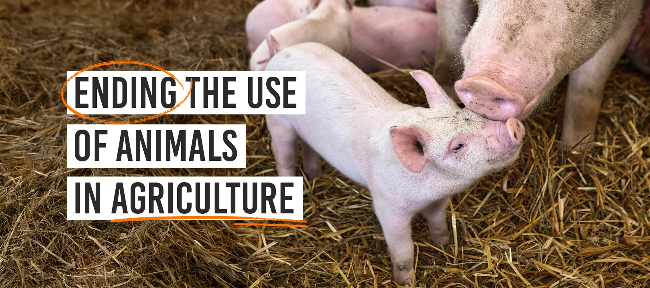 Ending the use of animals in agriculture
