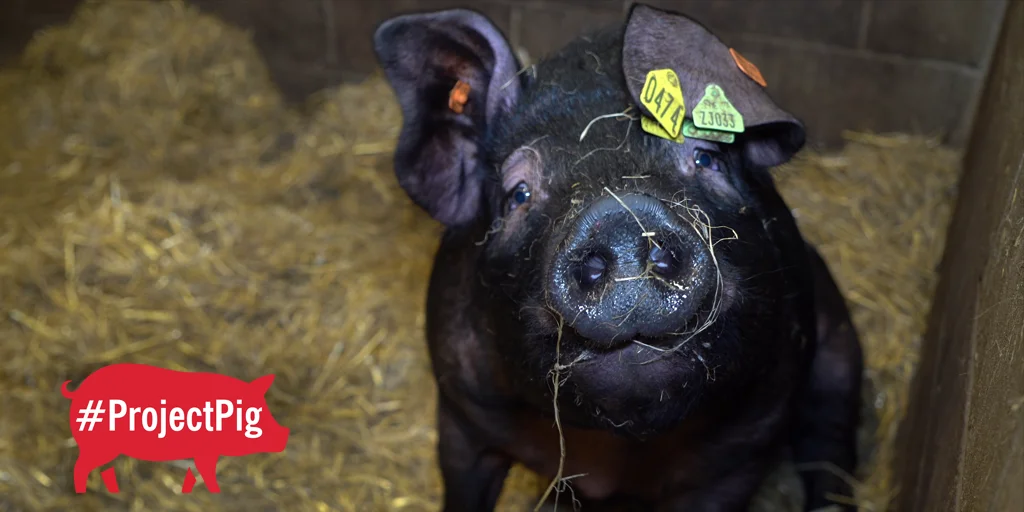 www.animaljusticeproject.com