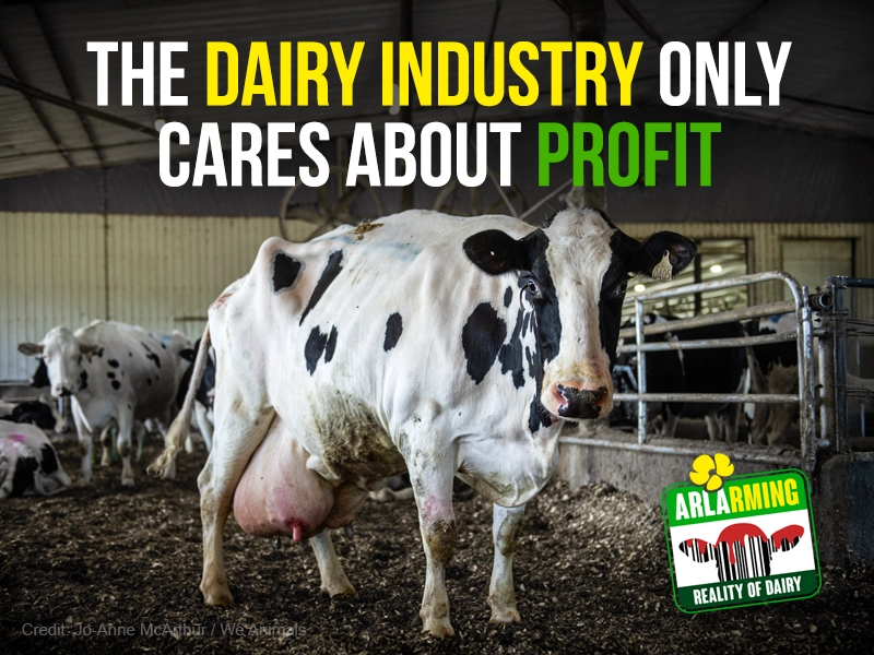 Modern dairy sheds are not designed for cows. They are designed for spreadsheets and profit margins.
