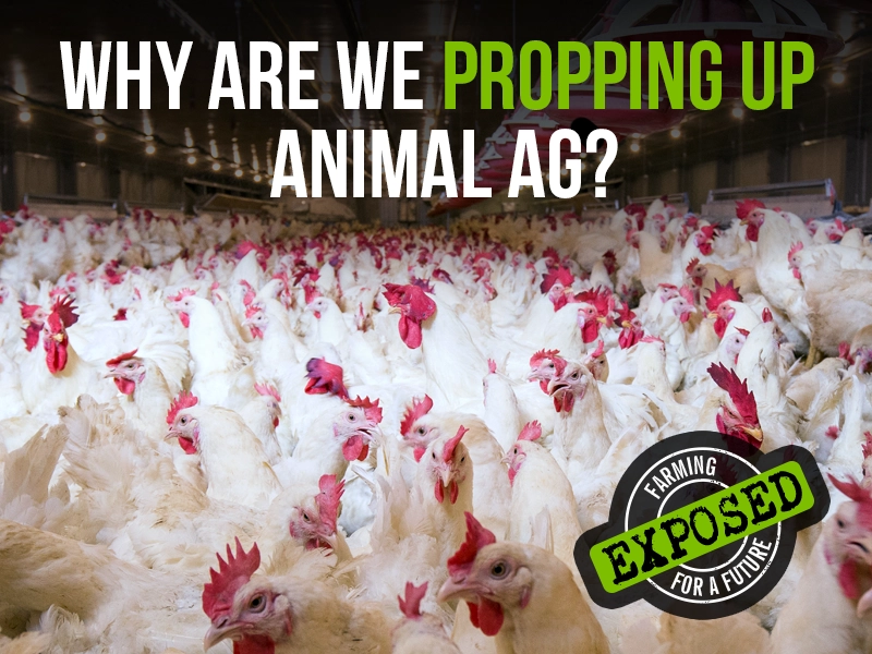 The vast majority of EU subsidies are given to animal farmers – but how can this be 'environmentally respectful'?