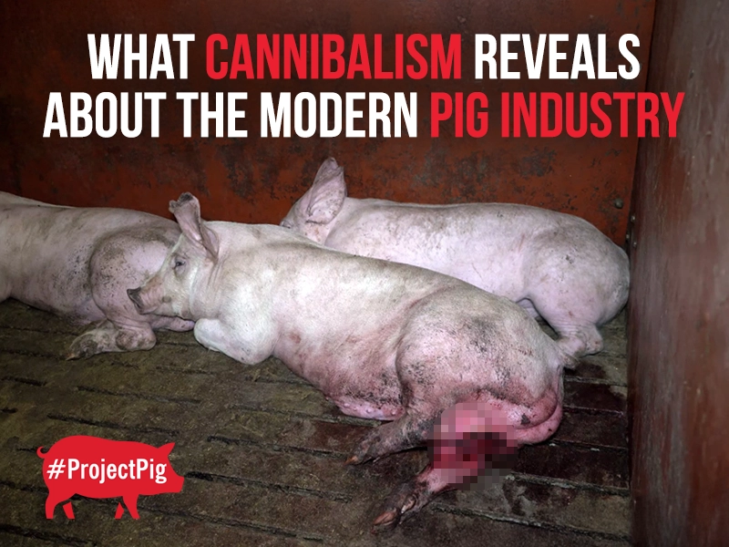 Pigs are gentle creatures, but being confined inside concrete pens pushes them to their breaking points.