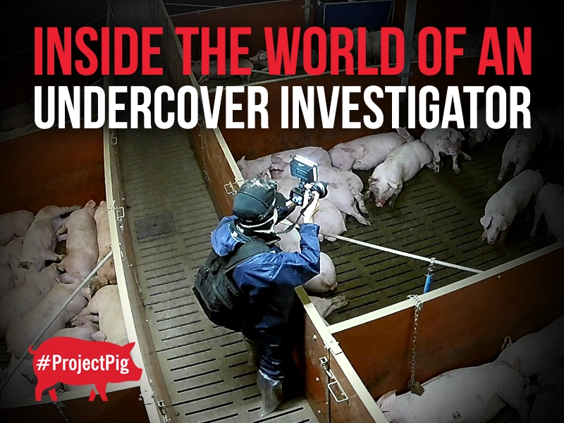 The life of an investigator can be gruelling, but their work is critical to our dream of animal liberation.