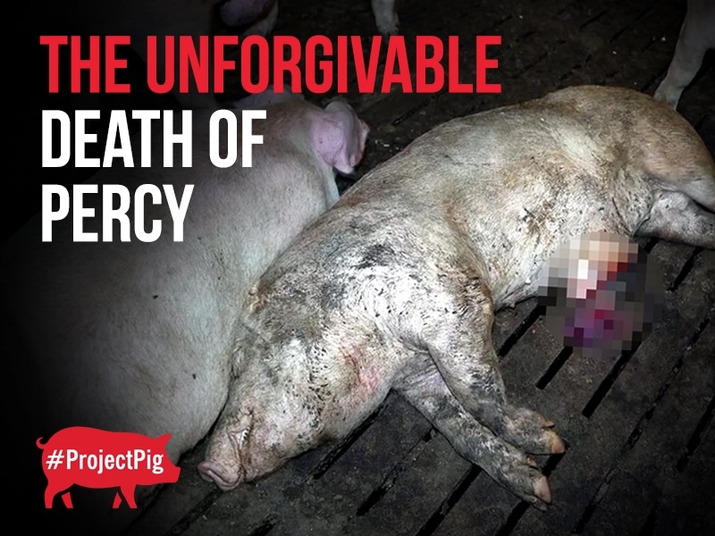 Unimaginable agony exposed at Cranswick’s Red Tractor–assured pig farm, where Percy was cannibalised alive.