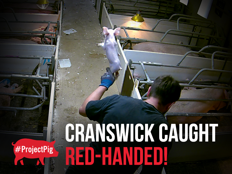 Yet again, Cranswick has came under fire following our latest investigation release.