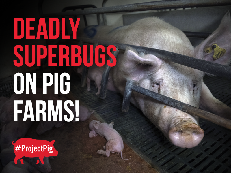 An investigation has revealed deadly 'superbugs' leaching out of pigs farms and into communities.