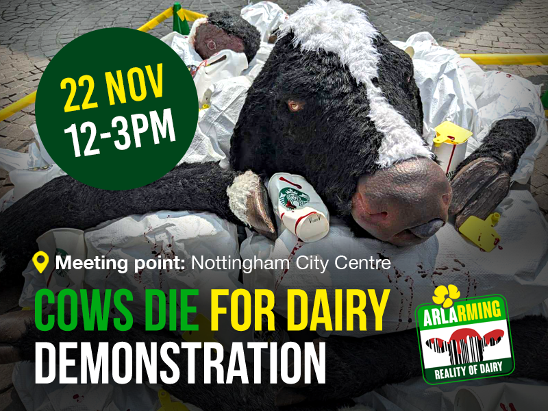 On Saturday 22 November, we will be in Nottingham with a striking crime-scene art piece exposing how cows die for dairy