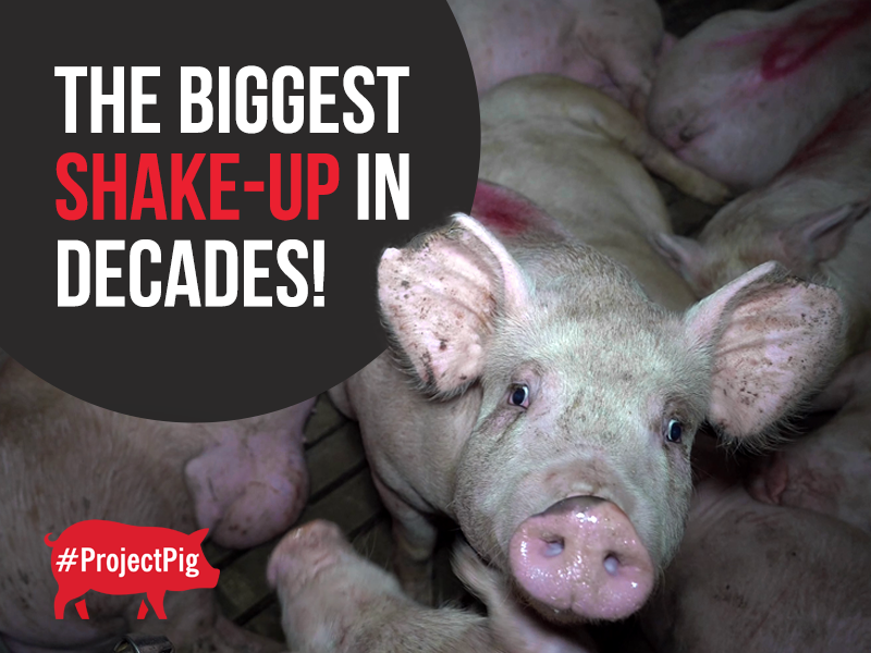 The results of Cranswick's Independent Review are in highlighting 44 major issues.