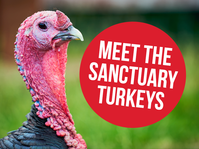 A selection of wonderful turkeys living in peace and safety.