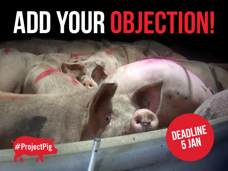 We urgently need your help to stop the planned expansion of a pig slaughterhouse near Bristol. 