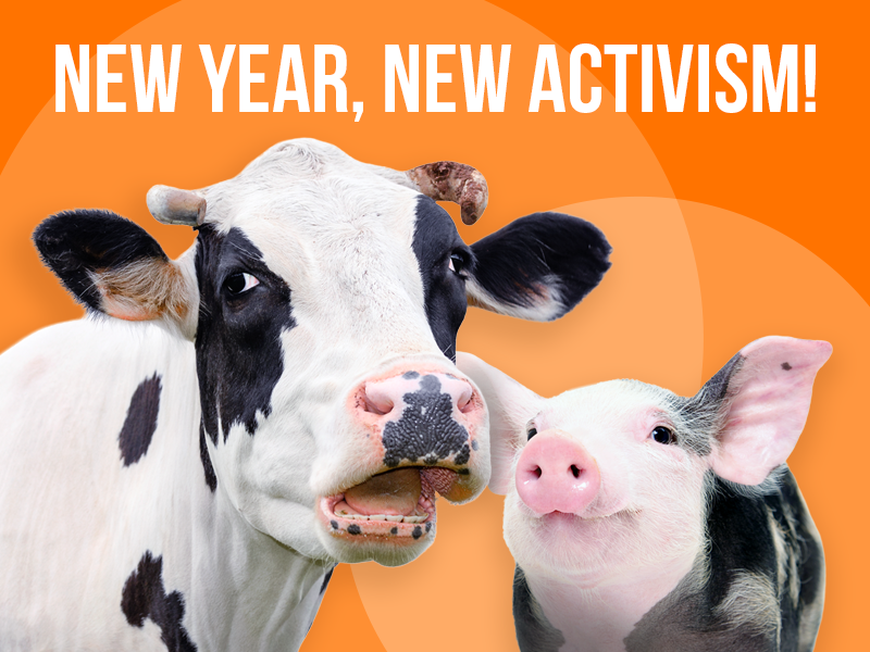 As we enter 2026, now is the time to be thinking about how you can become a more effective advocate for our fellow animals. 
