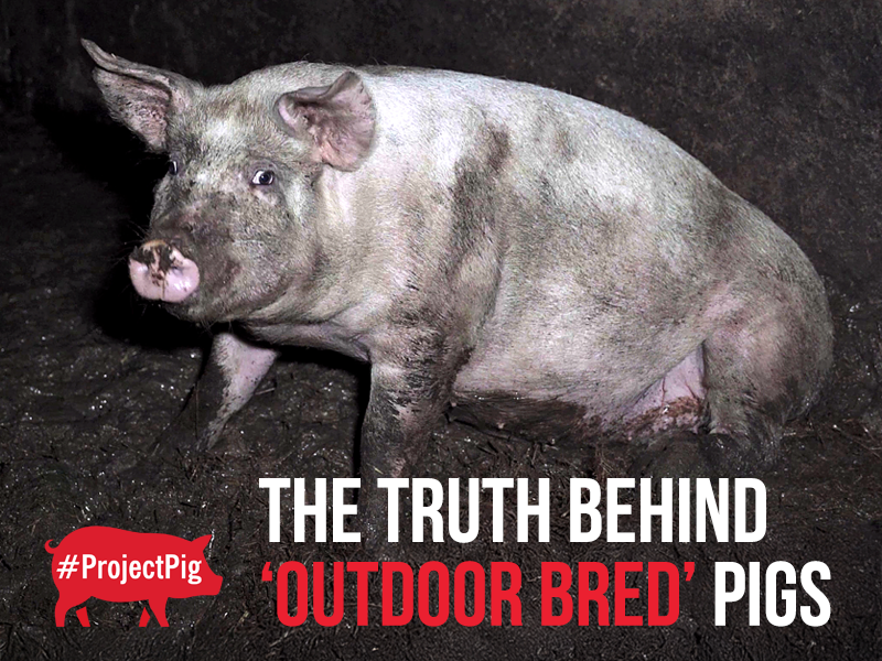 We found harrowing suffering inside this RSPCA Assured pig farm