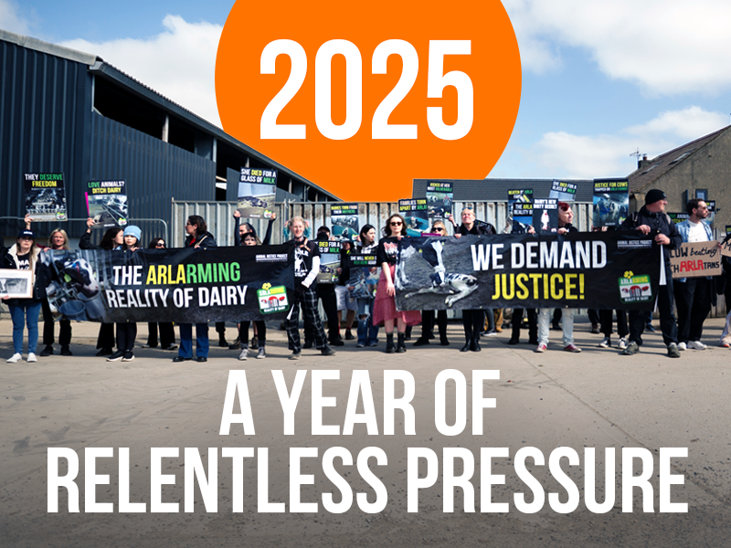 2025 was a BIG year at Animal Justice Project. Take a look at what we achieved.