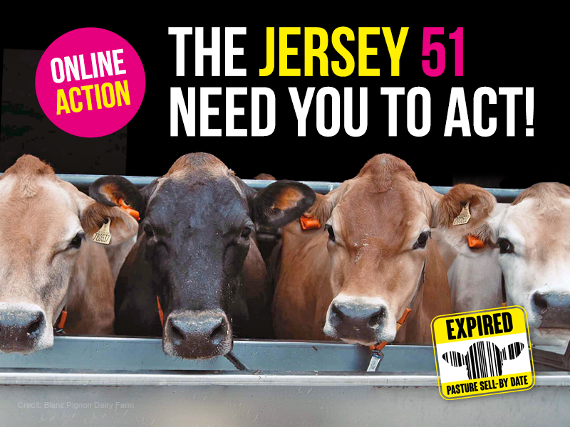 Blanc Pignon Dairy Farm is deliberating the fate of these cows.