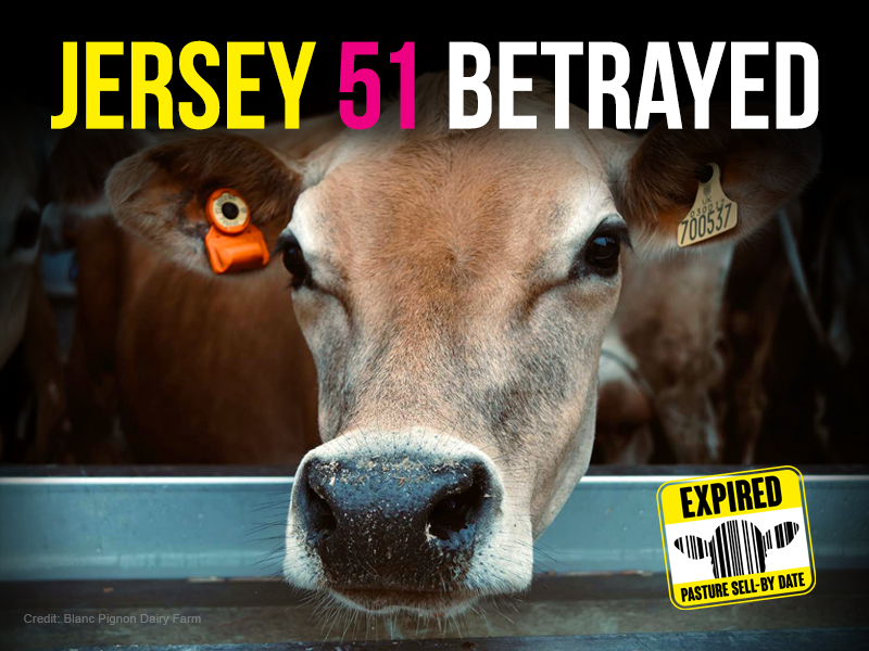 Despite our intense efforts, the Jersey 51 have been condemned to death.