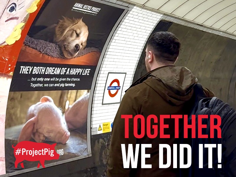 Our Project Pig tube adverts are now live across 12 London Underground stations – twenty-two large-scale adverts and two powerful designs chosen by you.