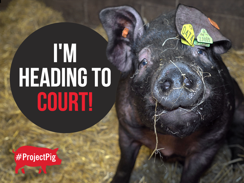 As we head to court, will we get justice for the pigs at Innovis?