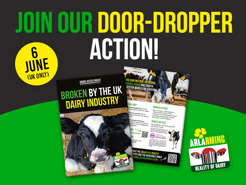 Armed with our BROKEN leaflets, you’ll be helping to shine a light on the systemic cruelty of the dairy industry. 