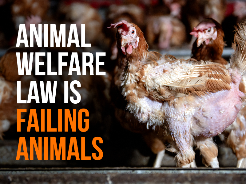 The UK boasts the best animal welfare in the world, but what does it look like in reality? 