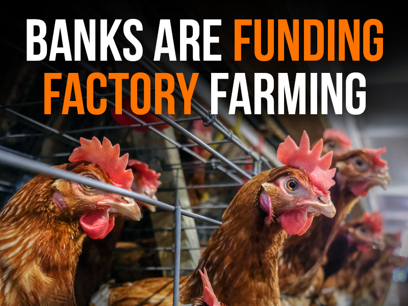 Let’s put our money in the right places and help defund factory farming. 