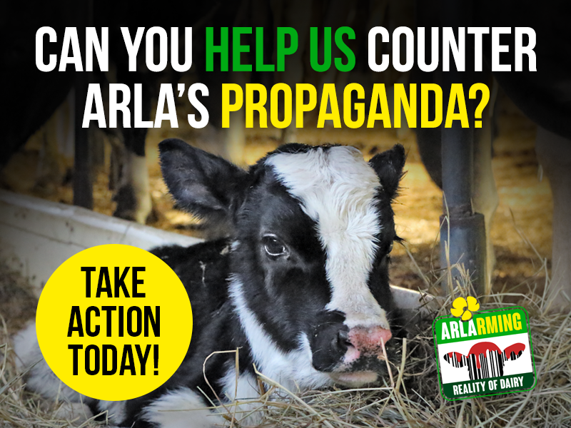 It is absolutely imperative that we show the nation what happens on dairy farms today.