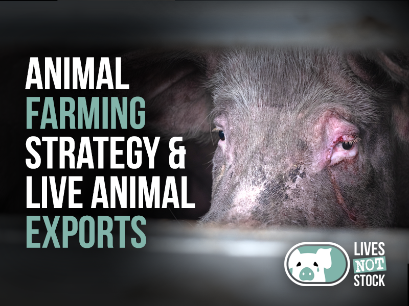 Our task is to keep the lived reality of animals visible through undercover investigations.