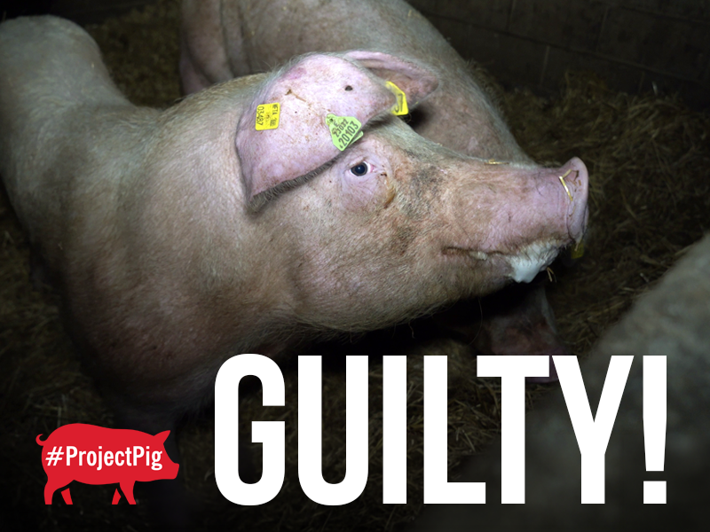 Steven Woolger has pleaded guilty to eight charges under the Animal Welfare Act 2006.