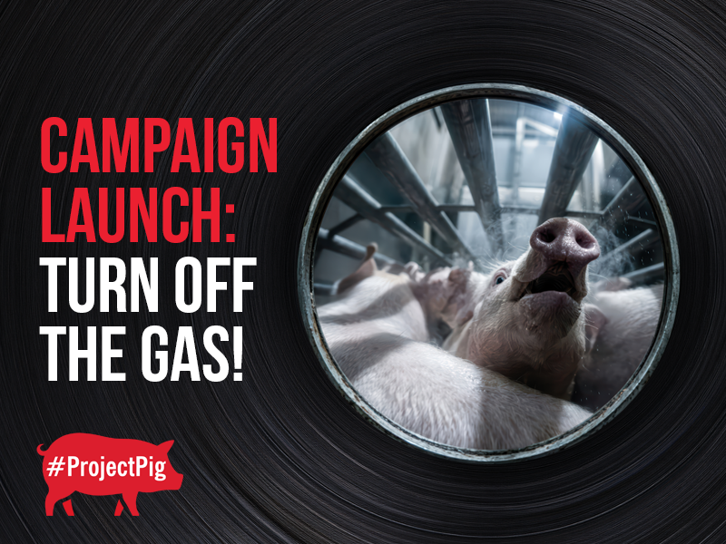 We want to shut down gas chambers for good.