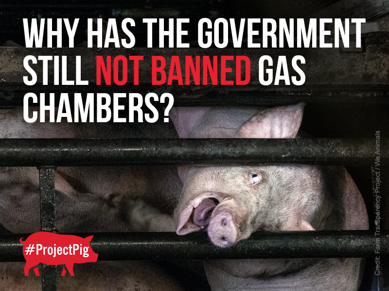 Campaigners have called for a ban for over two decades, yet nothing has changed.