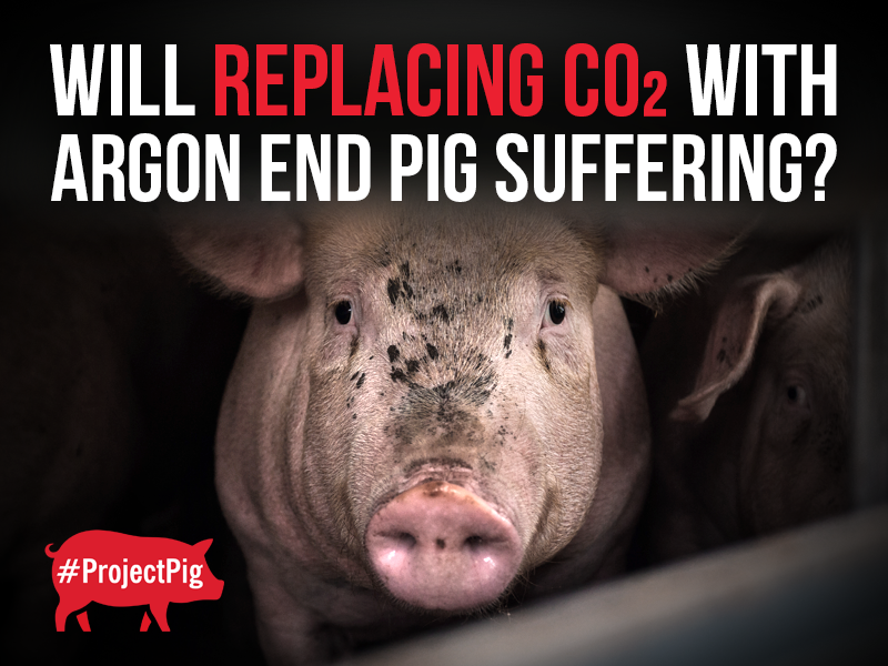 Different gas. Same chamber. Will argon end pig suffering?