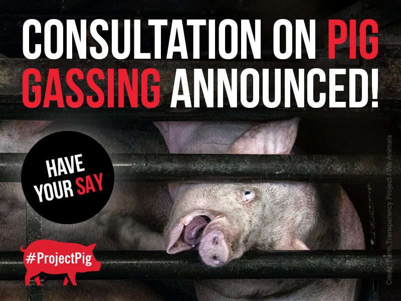 The UK Government has announced its plans to ban the CO2 gassing of pigs in slaughterhouses.