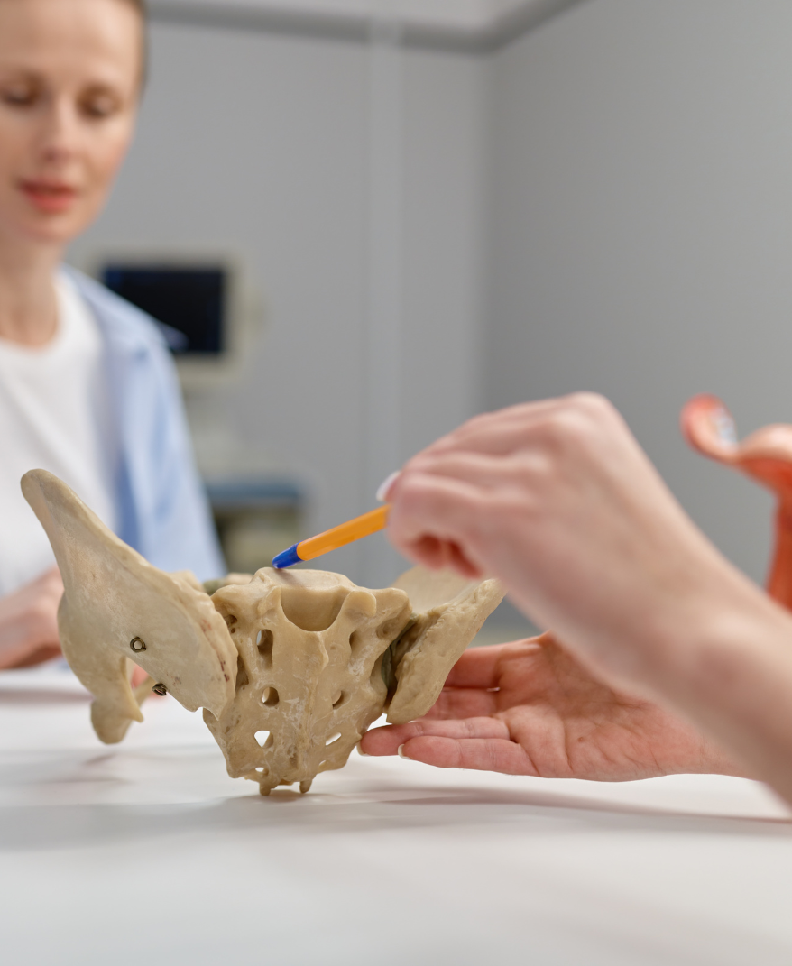 Un médico señala con un bolígrafo un modelo anatómico de la pelvis humana que hay sobre una mesa