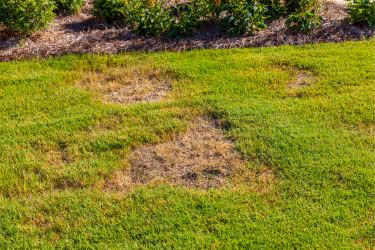 Lawn's Bare Spots